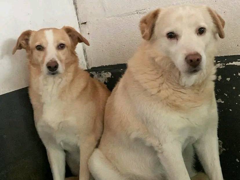 Vuoi adottare un cane a Cremona?