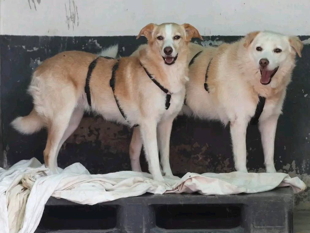 Adotta il cane AARON E PALLINA a Cremona