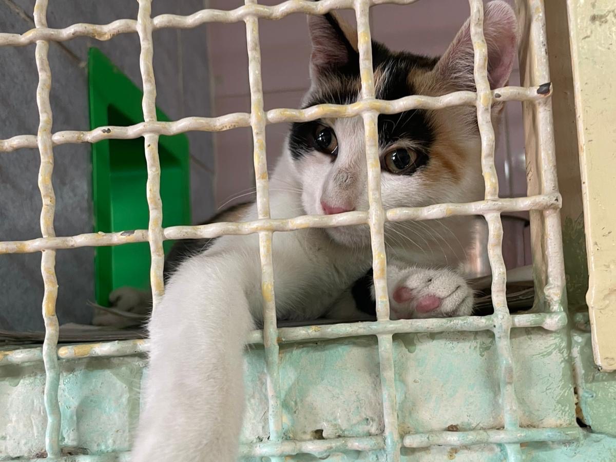 Adozione gatto, femmina, Razza sconosciuta Razza sconosciuta, 4 mesi, taglia non valida, Milano
