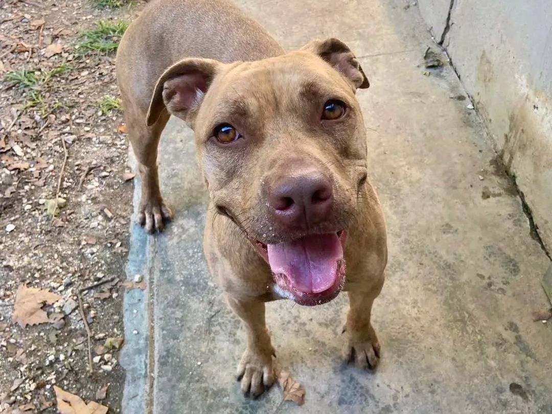 Vuoi adottare un cane a Cremona?