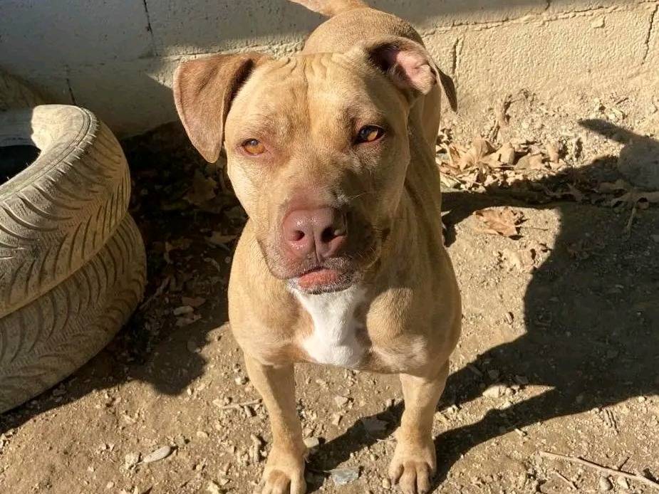 Adotta il cane MAYA a Cremona