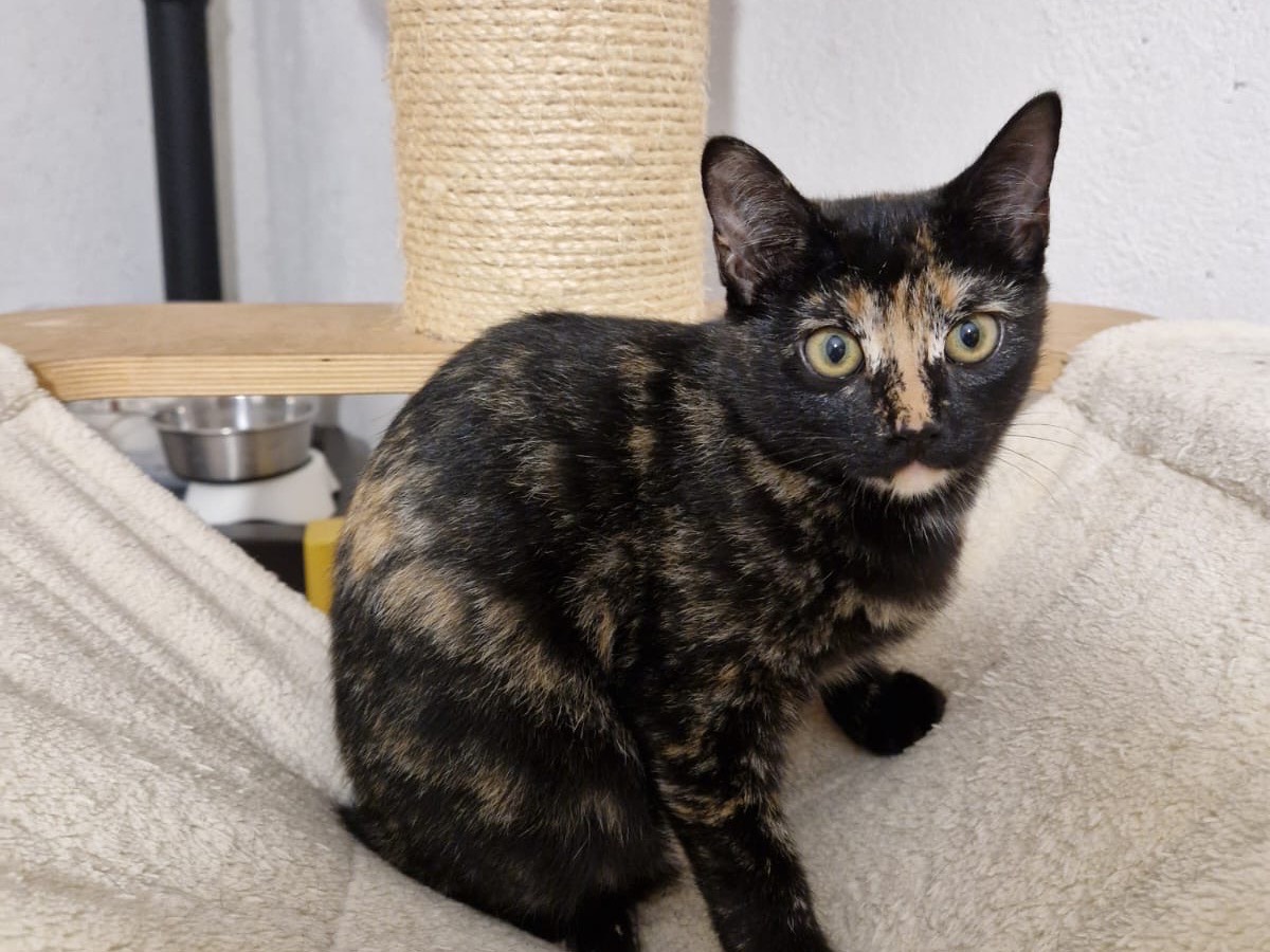 Adozione gatto, femmina, Razza sconosciuta Razza sconosciuta, 3 mesi, taglia non valida, Lecco