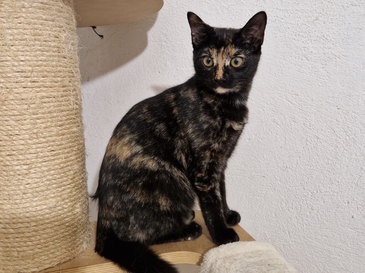 Adotta un gatto, femmina, 3 mesi, Lecco