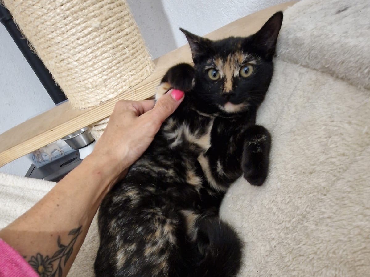 Adotta un gatto, taglia non valida, femmina, Lecco