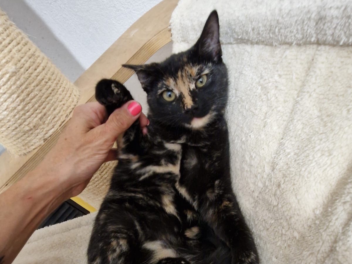 Vuoi adottare un gatto a Lecco?