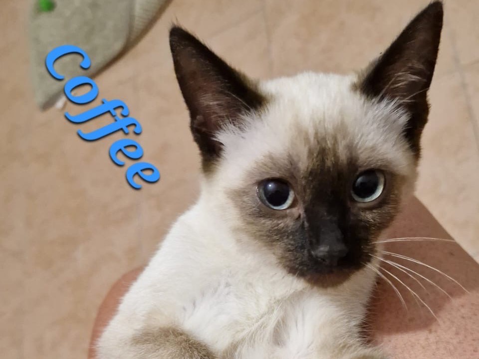 Adotta un gatto, maschio, 3 mesi, Lecco