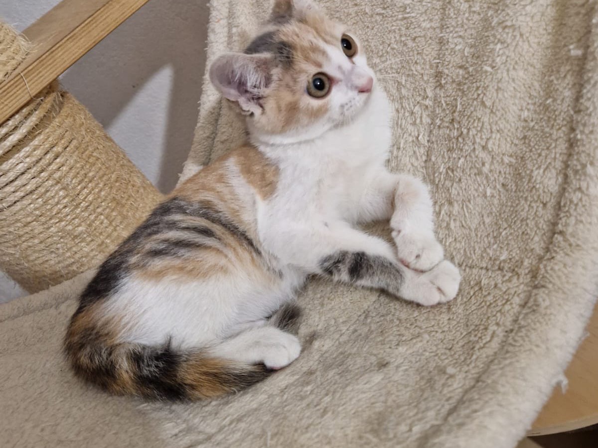 Adotta un gatto, femmina, 2 mesi, Lecco