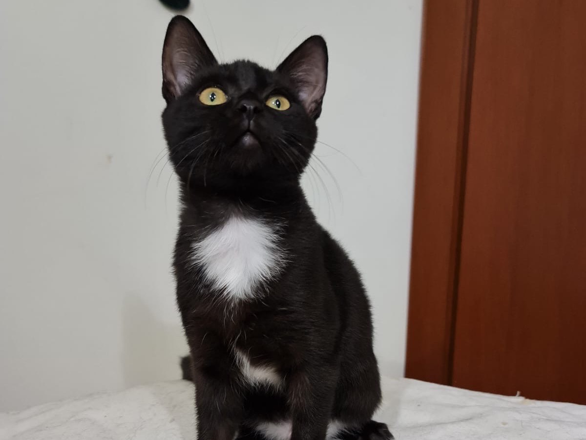 Adozione gatto, femmina, Razza sconosciuta Razza sconosciuta, 4 mesi, taglia non valida, Lecco