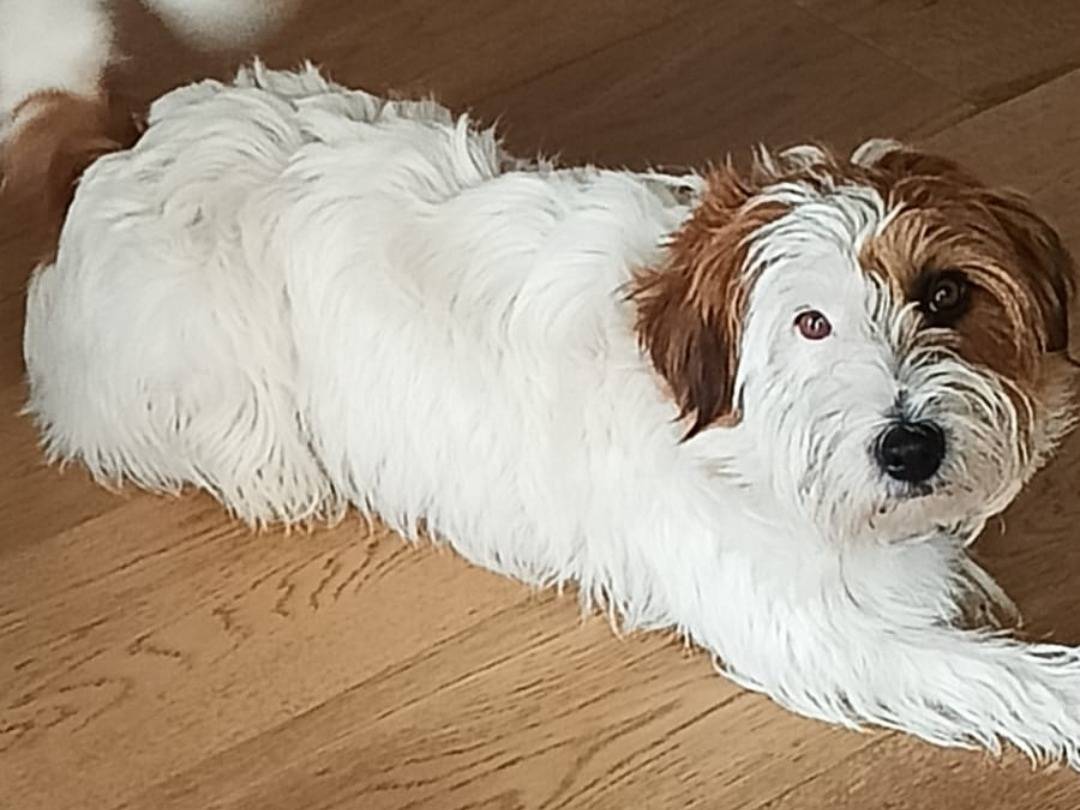 Adotta un cane, maschio, 2 anni e 7 mesi, Napoli
