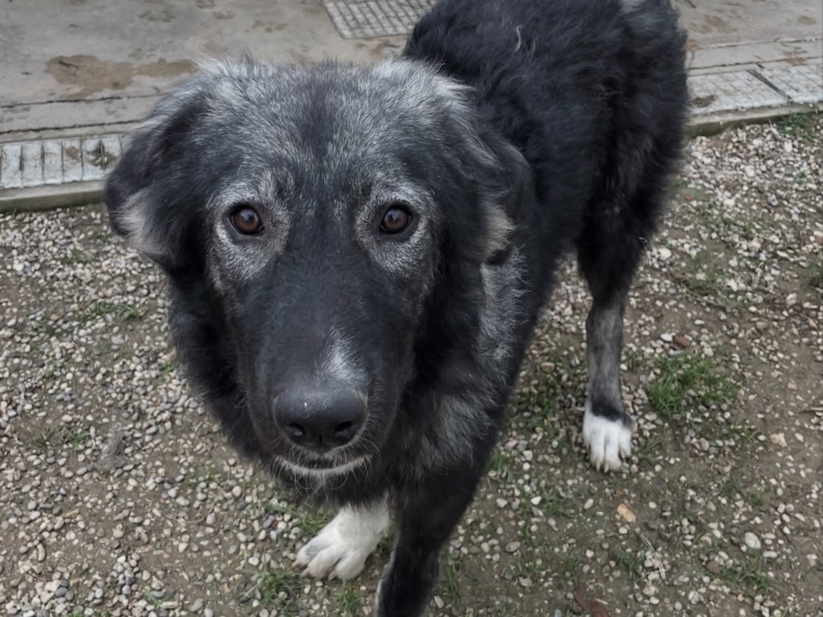 Adozione cane, femmina, Razza sconosciuta Razza sconosciuta, 7 mesi, taglia media, Treviso