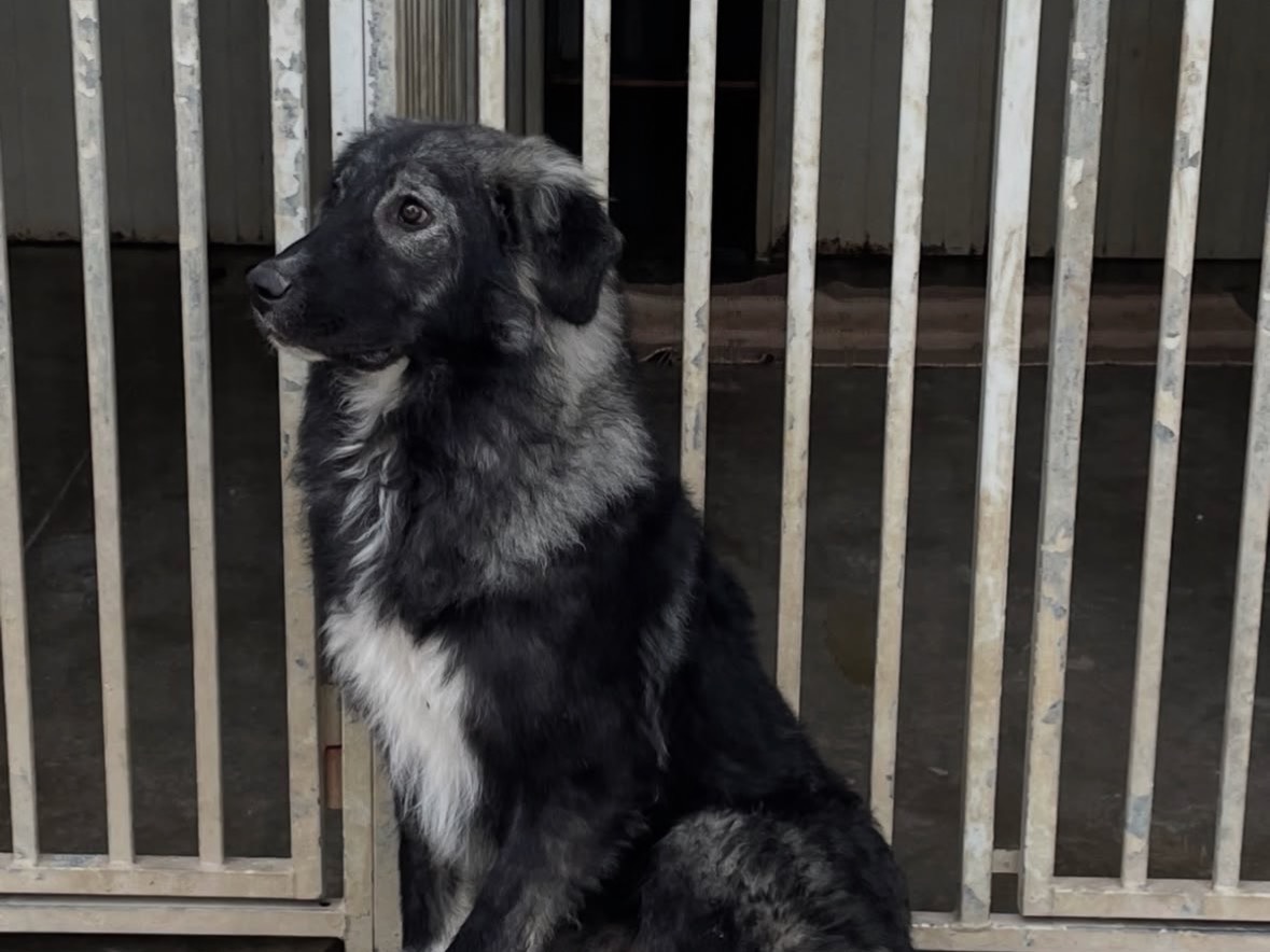 Adotta un cane, taglia media, femmina, Treviso