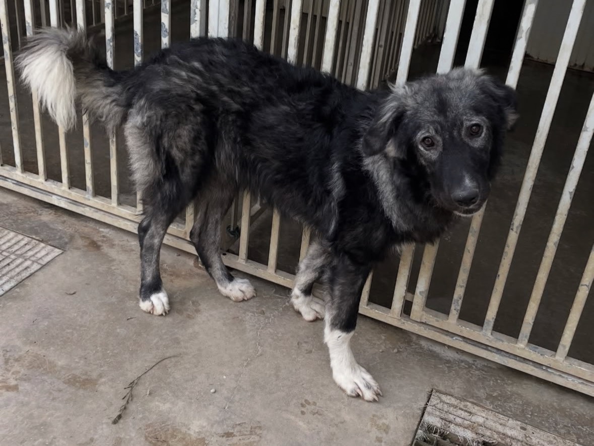 Vuoi adottare un cane a Treviso?