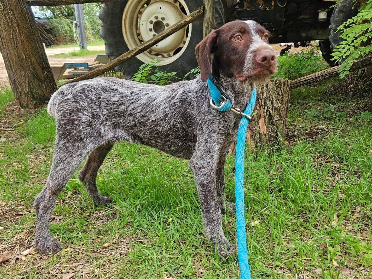 Adozione cane, maschio, Drahtaar Razza sconosciuta, 8 mesi, taglia media, Frosinone