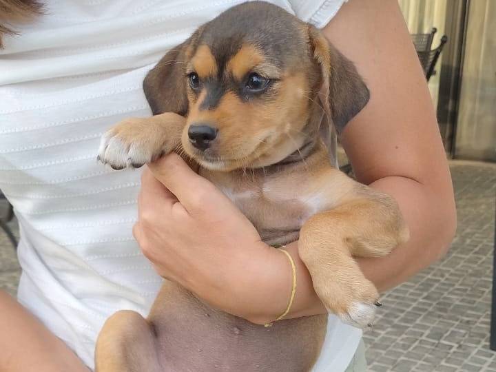 Adozione cane, femmina, Razza sconosciuta Razza sconosciuta, 2 mesi, taglia piccola, Frosinone