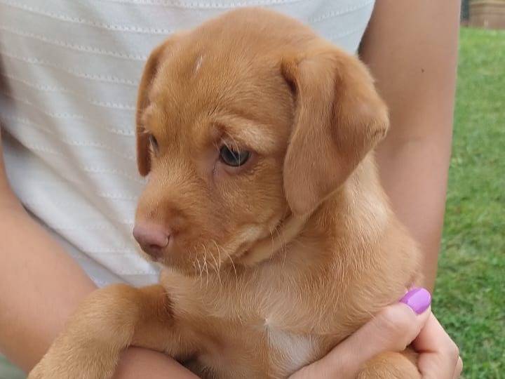 Adozione cane, femmina, Razza sconosciuta Razza sconosciuta, 2 mesi, taglia piccola, Frosinone