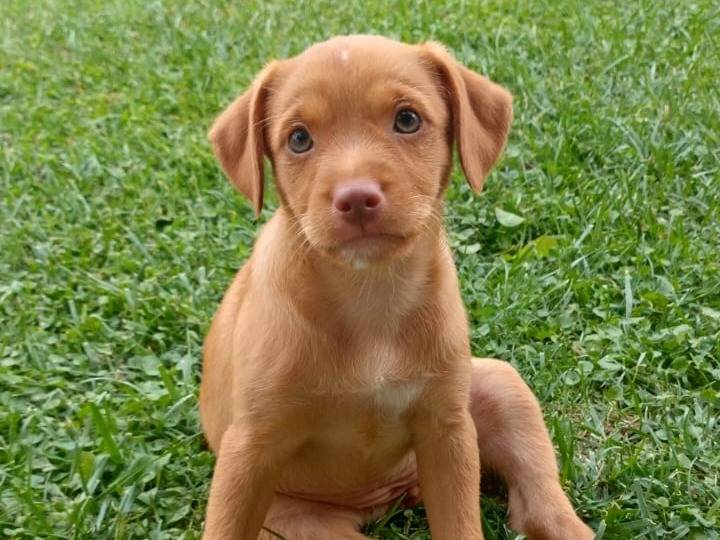 Adotta un cane, femmina, 2 mesi, Frosinone