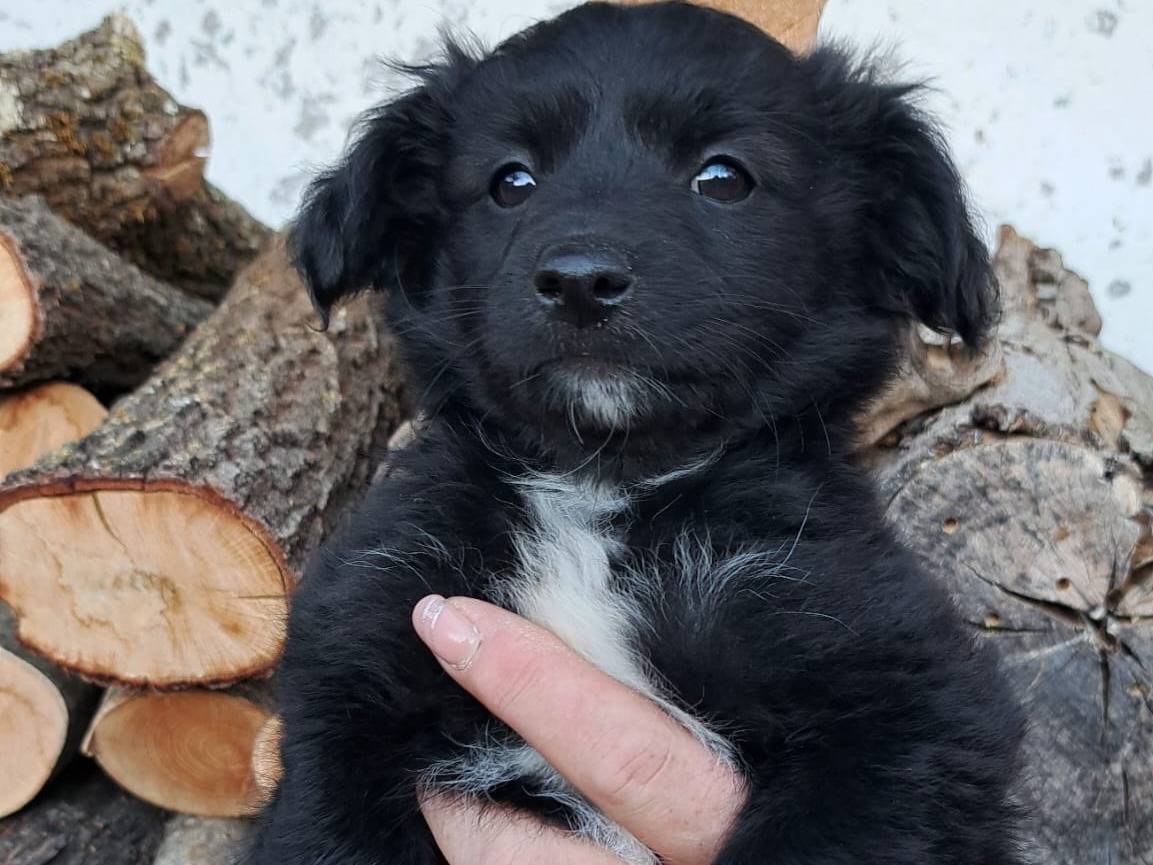 Adozione cane, femmina, Razza sconosciuta Razza sconosciuta, 2 mesi, taglia media contenuta, Frosinone