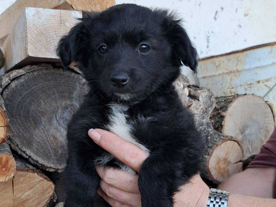 Adotta un cane, femmina, 2 mesi, Frosinone