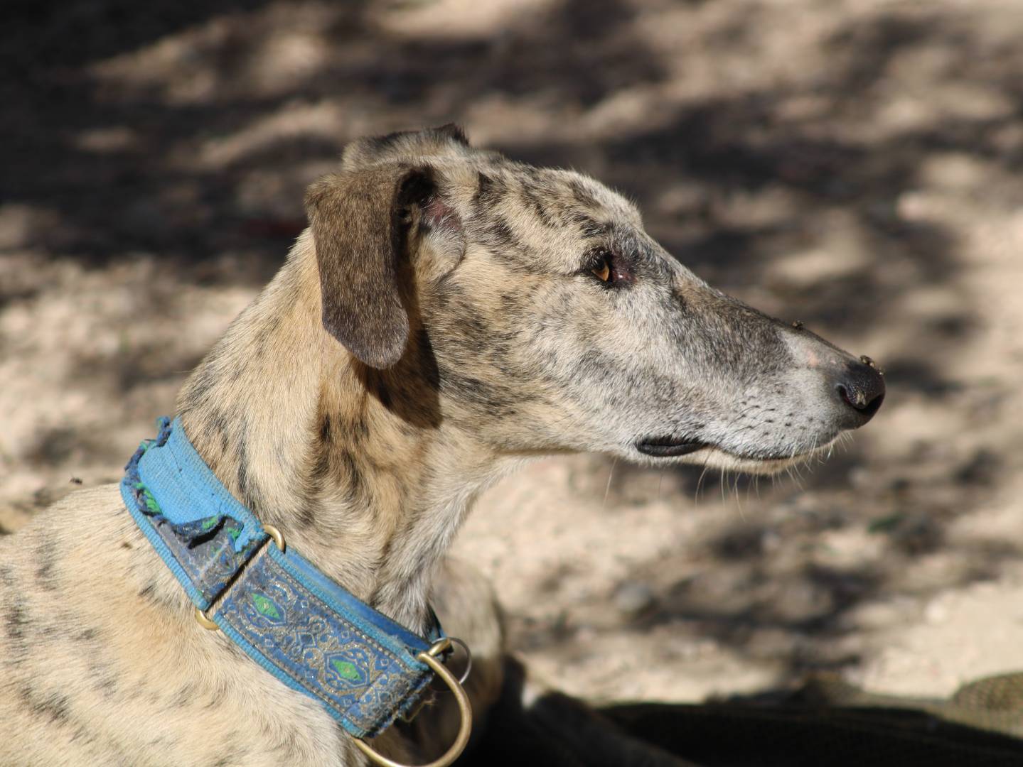 Adozione cane, maschio, Levriero Spagnolo (Galgo) Razza sconosciuta, 5 anni e 5 mesi, taglia media, Firenze