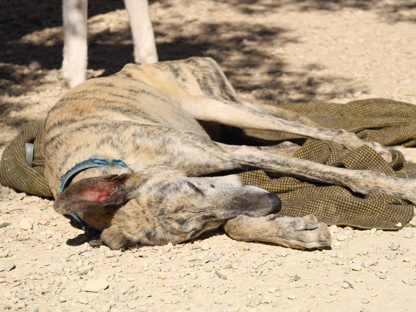 Adotta un cane, taglia media, maschio, Firenze