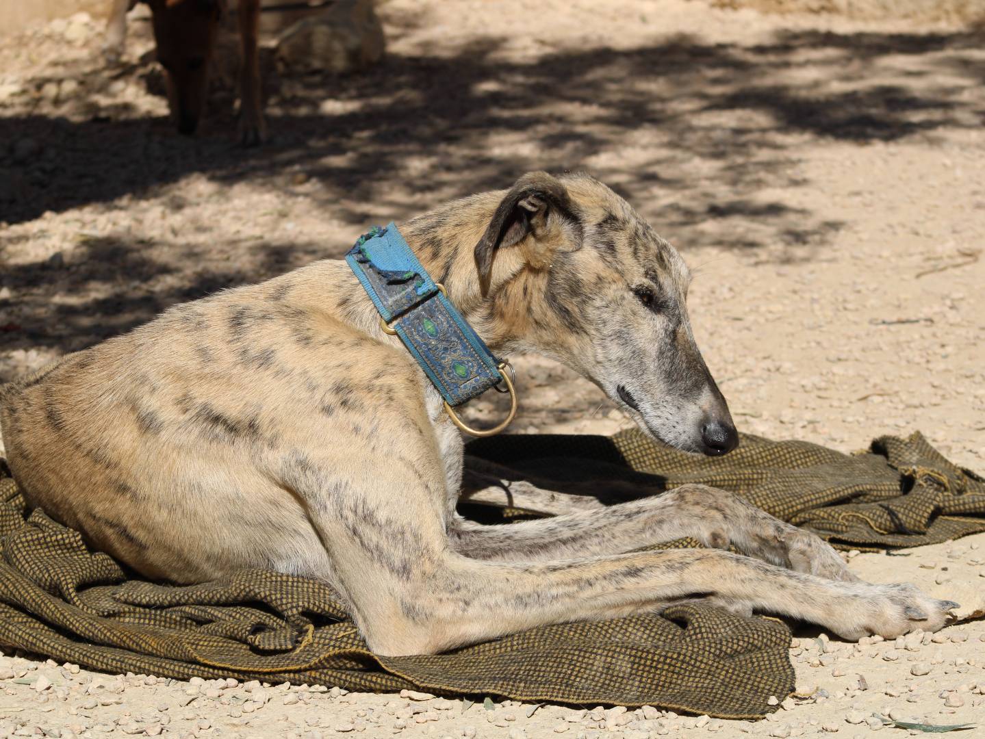 Vuoi adottare un cane a Firenze?
