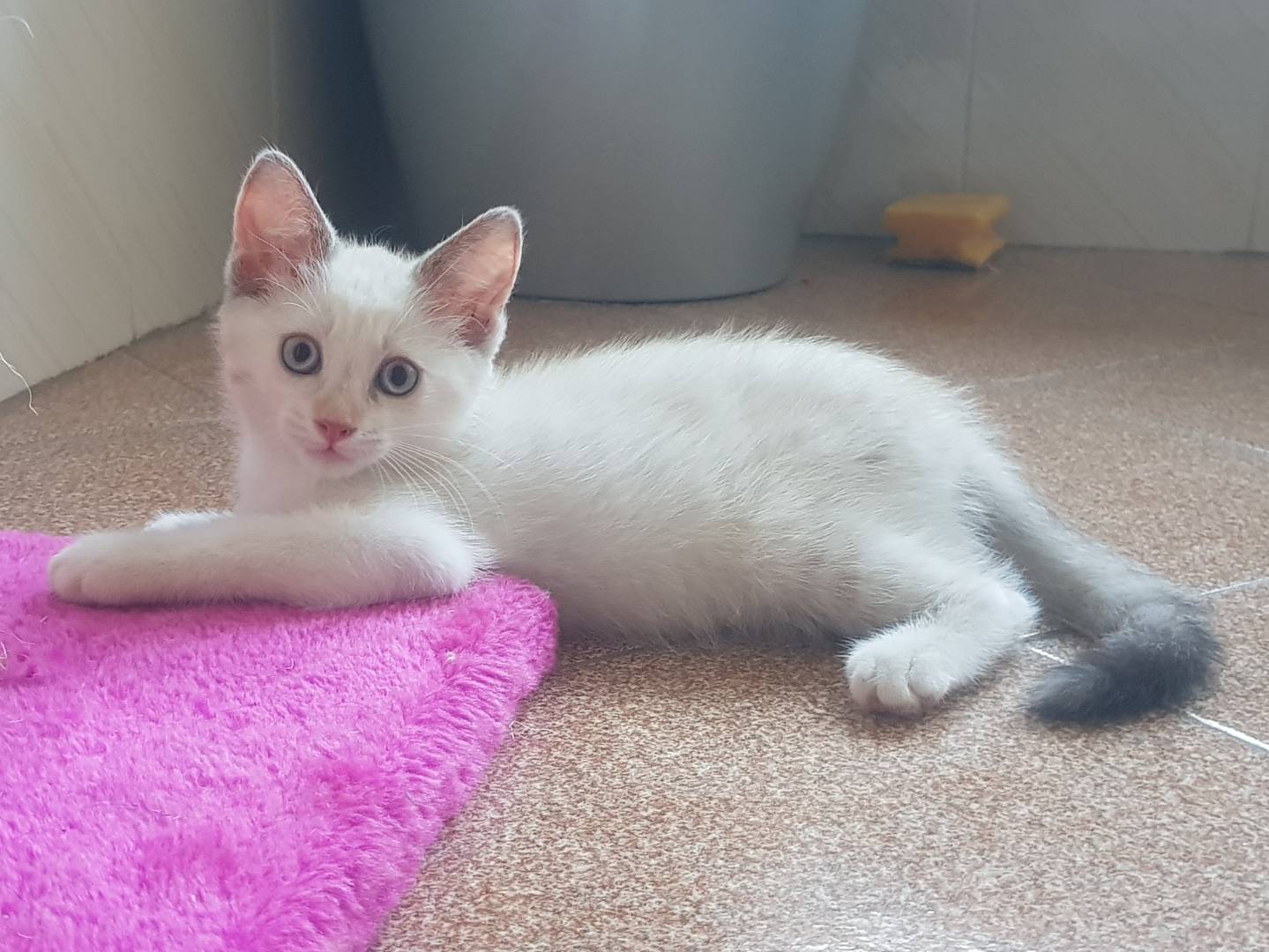 Adozione gatto, femmina, Siamese Razza sconosciuta, 4 mesi, taglia non valida, Parma
