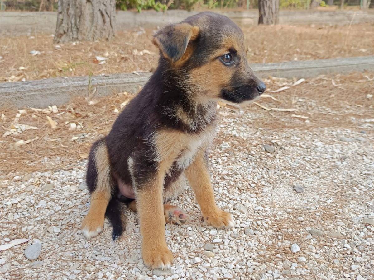 Adozione cane, femmina, Razza sconosciuta Razza sconosciuta, 2 mesi, taglia piccola, Bologna