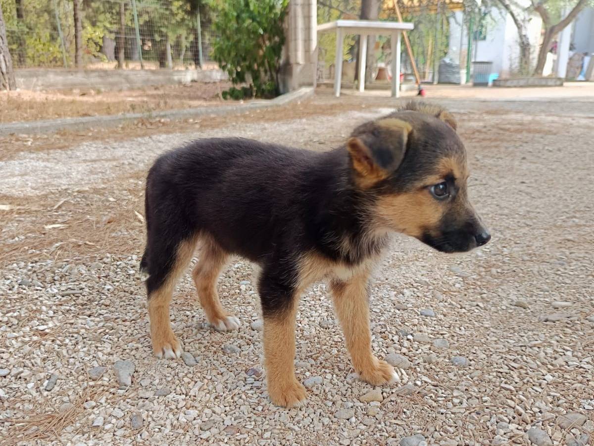 Adotta un cane, femmina, 2 mesi, Bologna