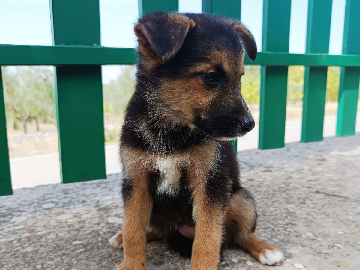 Adotta un cane, taglia piccola, femmina, Bologna