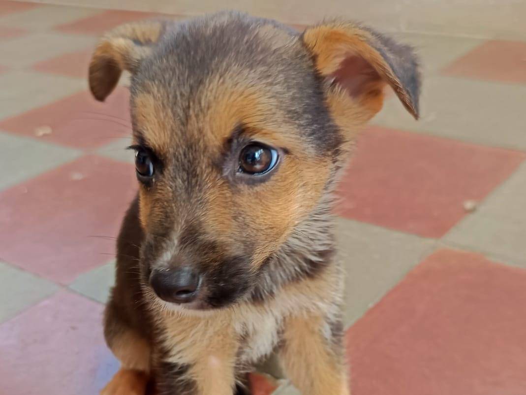 Vuoi adottare un cane a Bologna?
