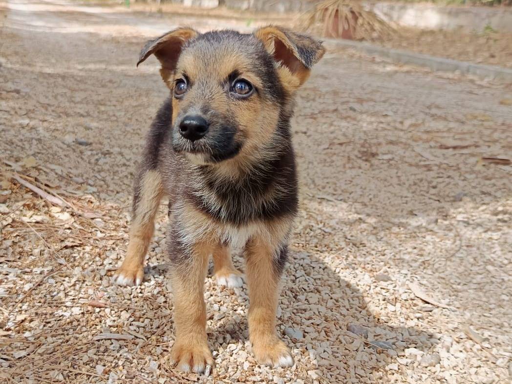 Adotta il cane Ginny a Bologna
