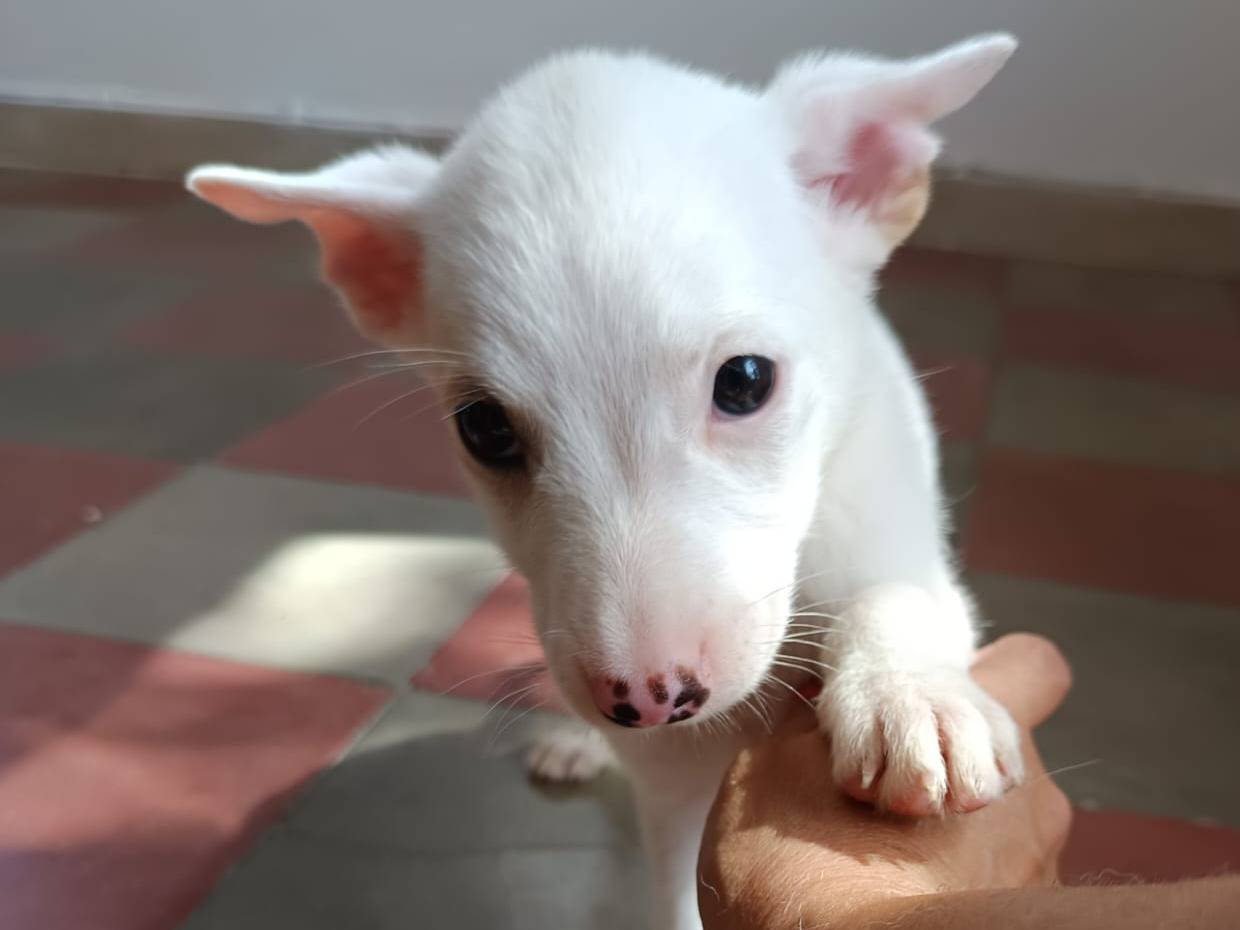 Adozione cane, femmina, Razza sconosciuta Razza sconosciuta, 2 mesi, taglia piccola, Como