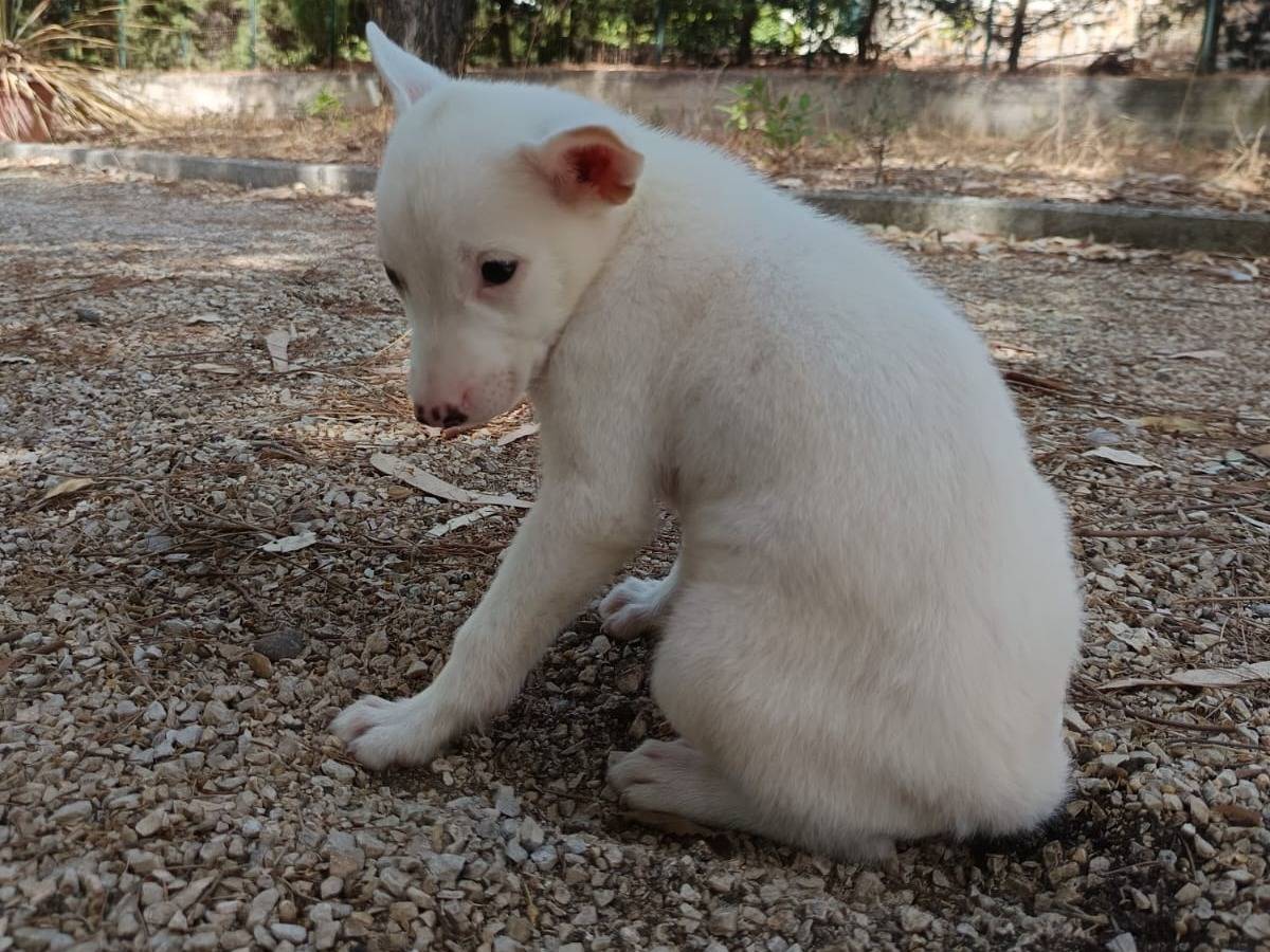 Adotta un cane, femmina, 2 mesi, Como
