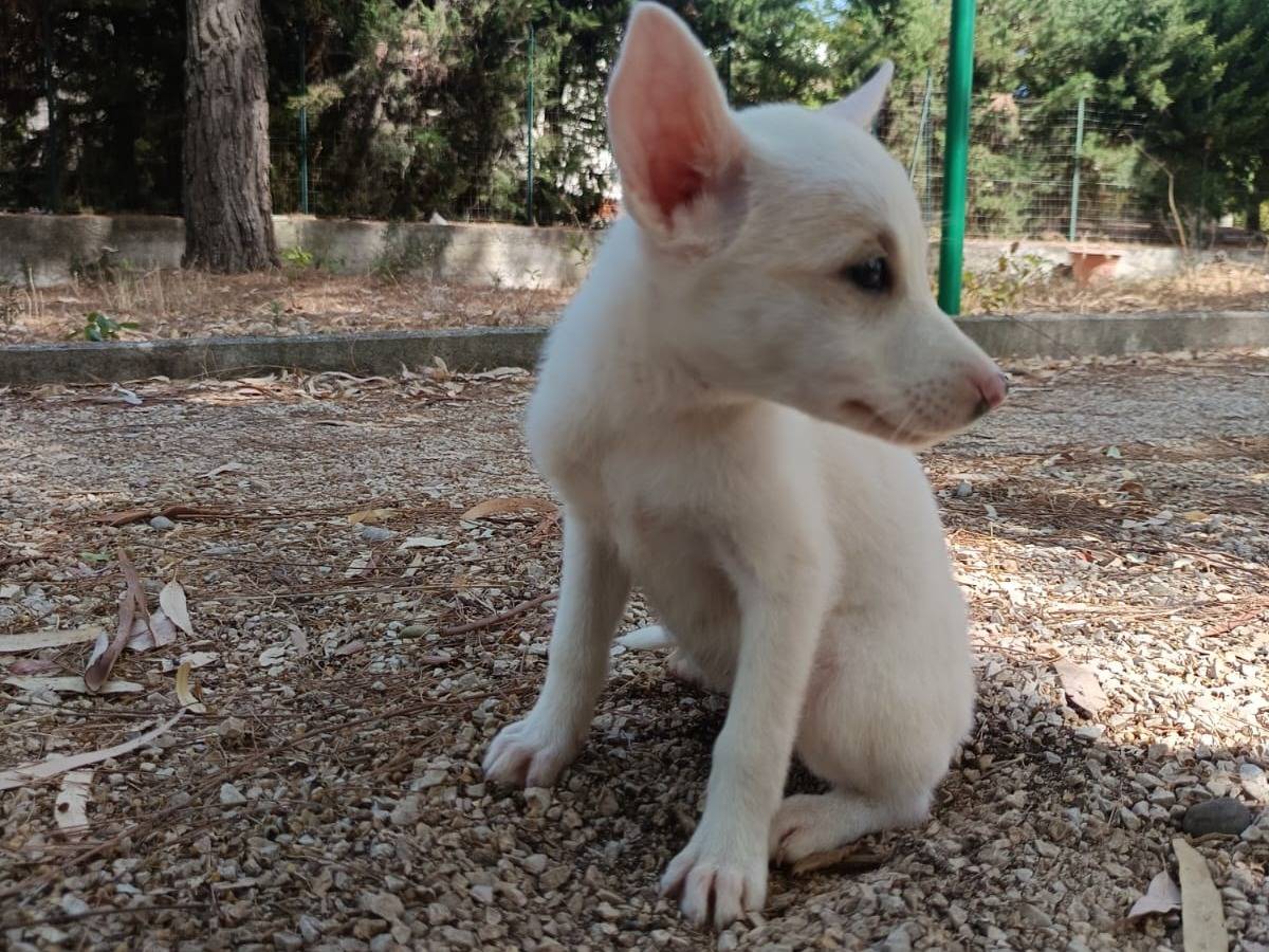 Adotta un cane, taglia piccola, femmina, Como