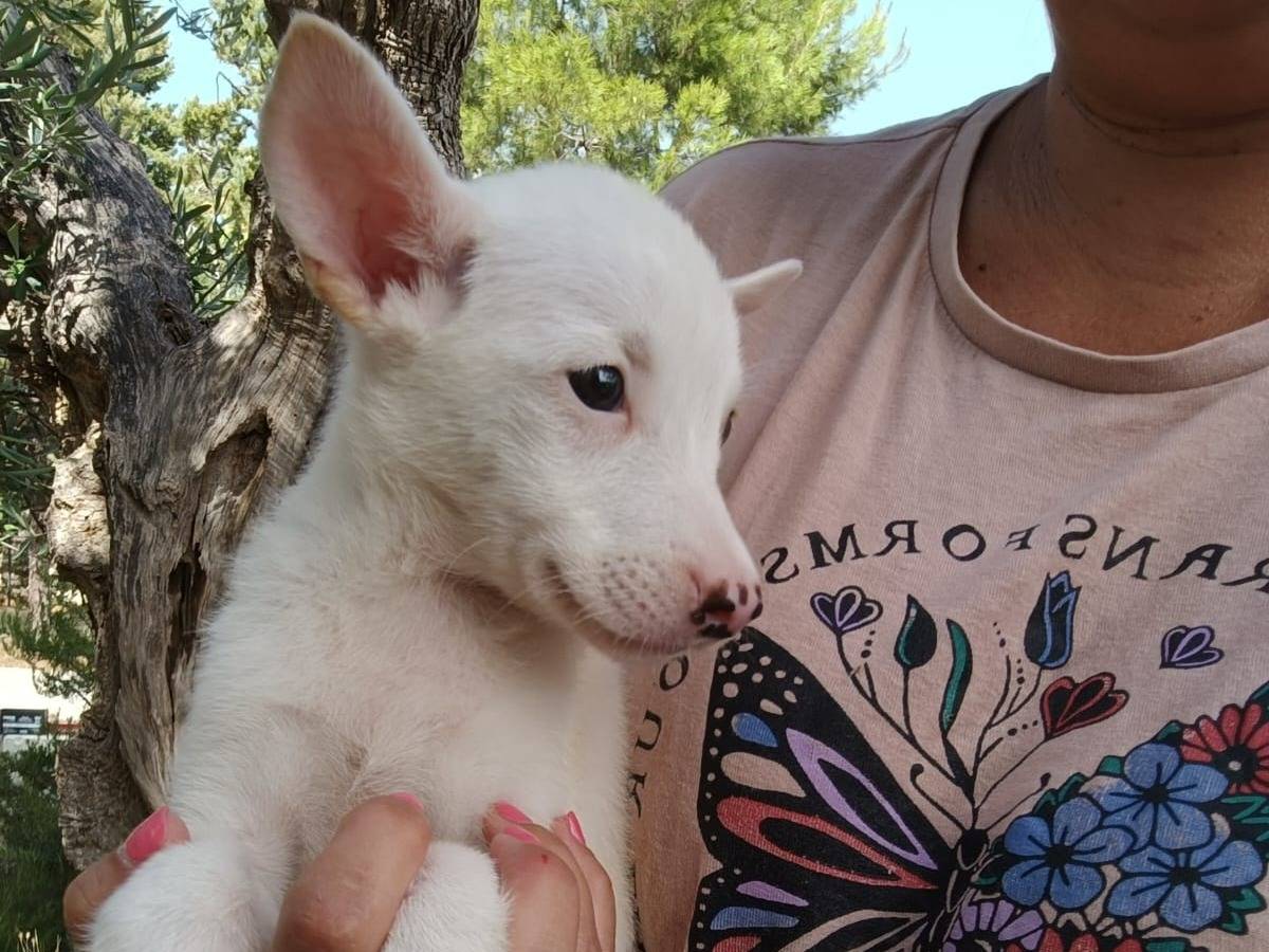 Adotta il cane Ivy a Como