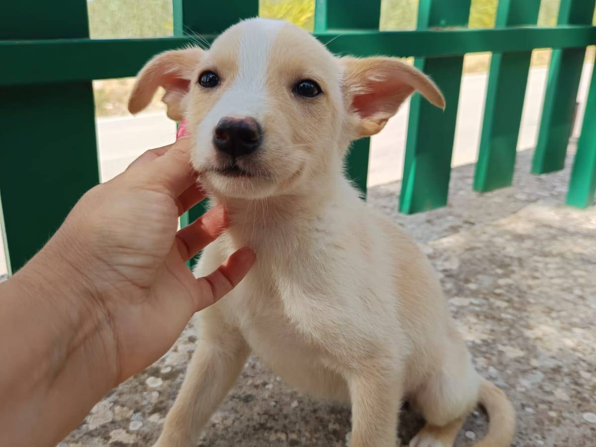 Adozione cane, femmina, Razza sconosciuta Razza sconosciuta, 2 mesi, taglia piccola, Ravenna