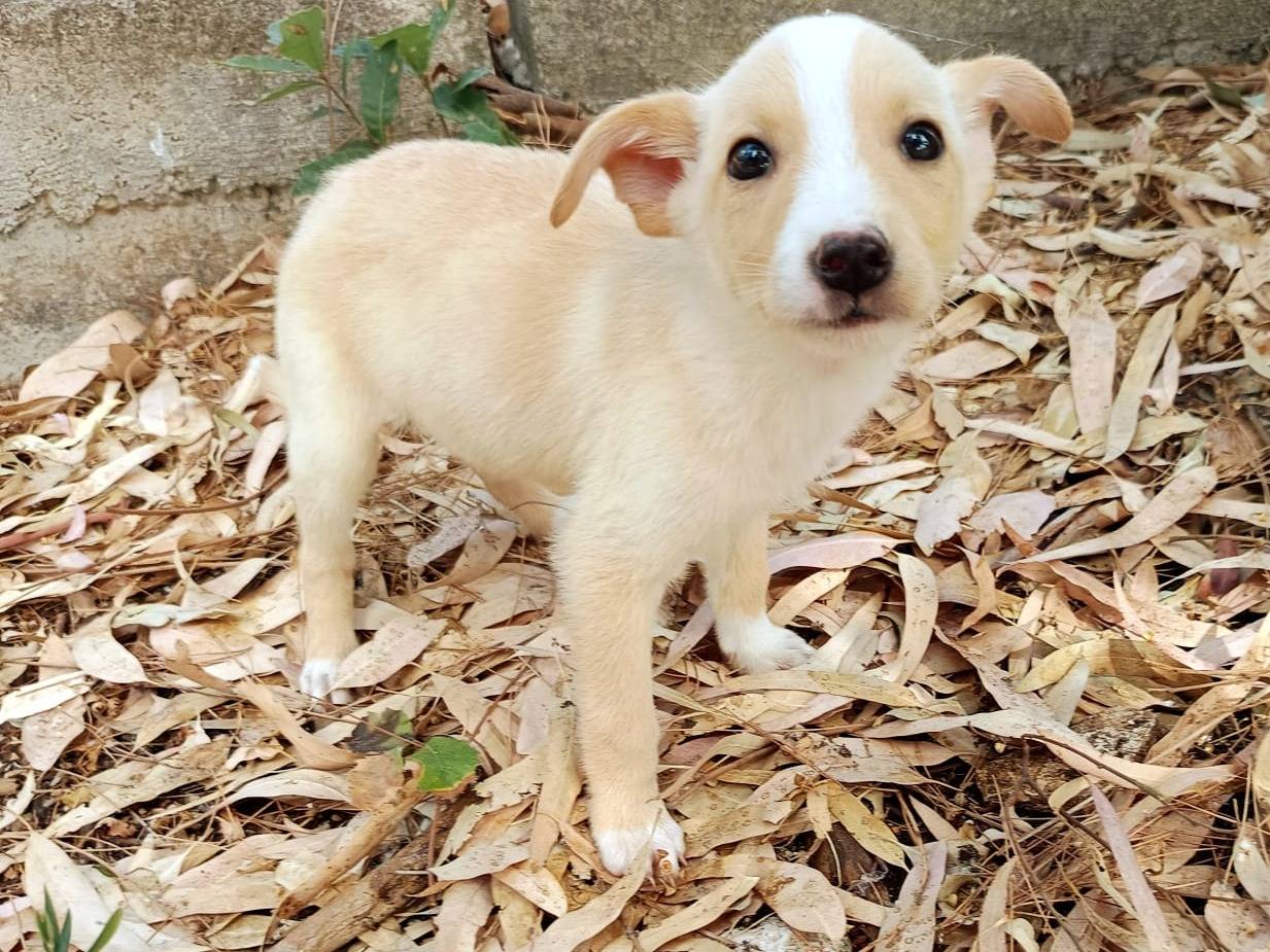 Adotta un cane, femmina, 2 mesi, Ravenna