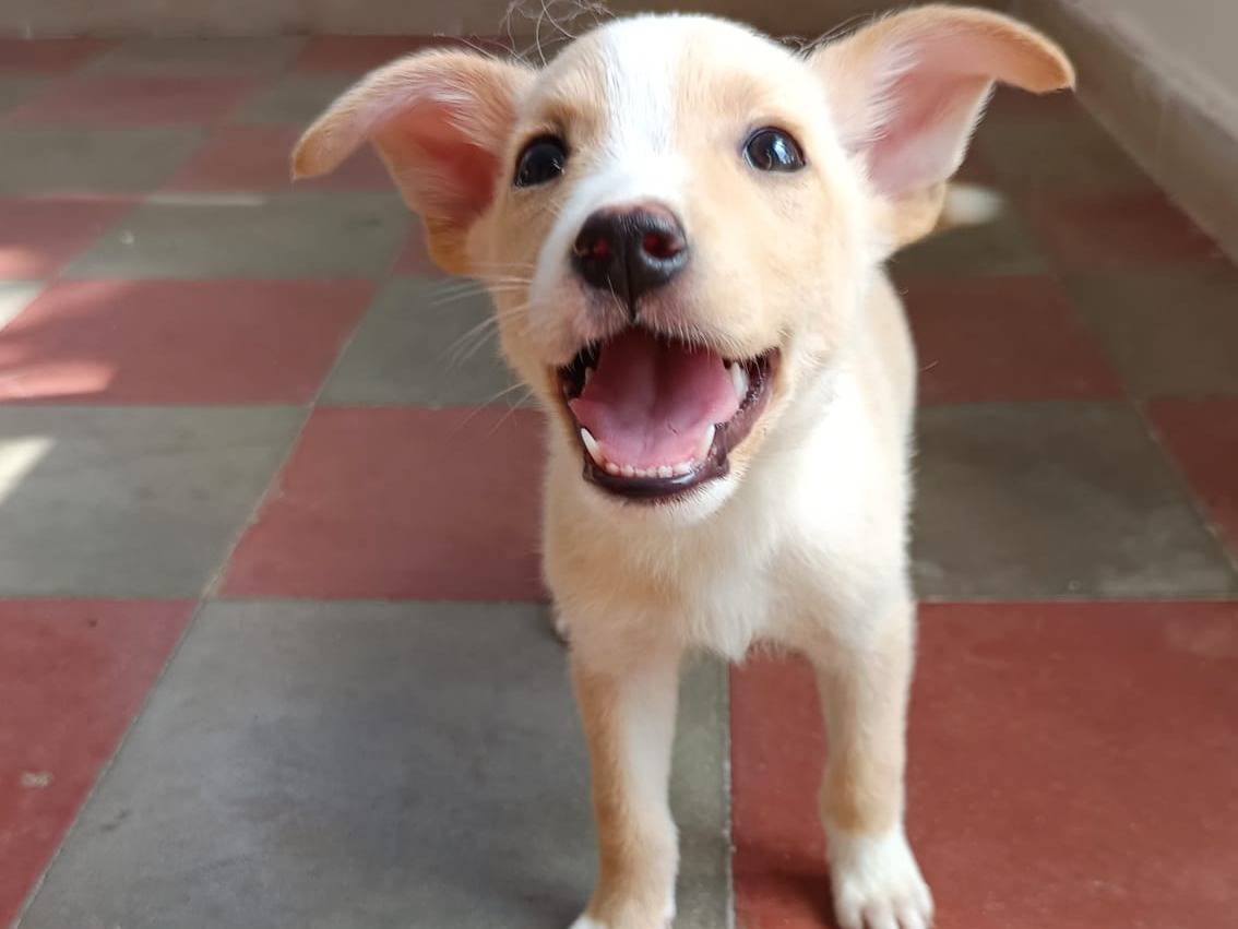 Adotta un cane, taglia piccola, femmina, Ravenna