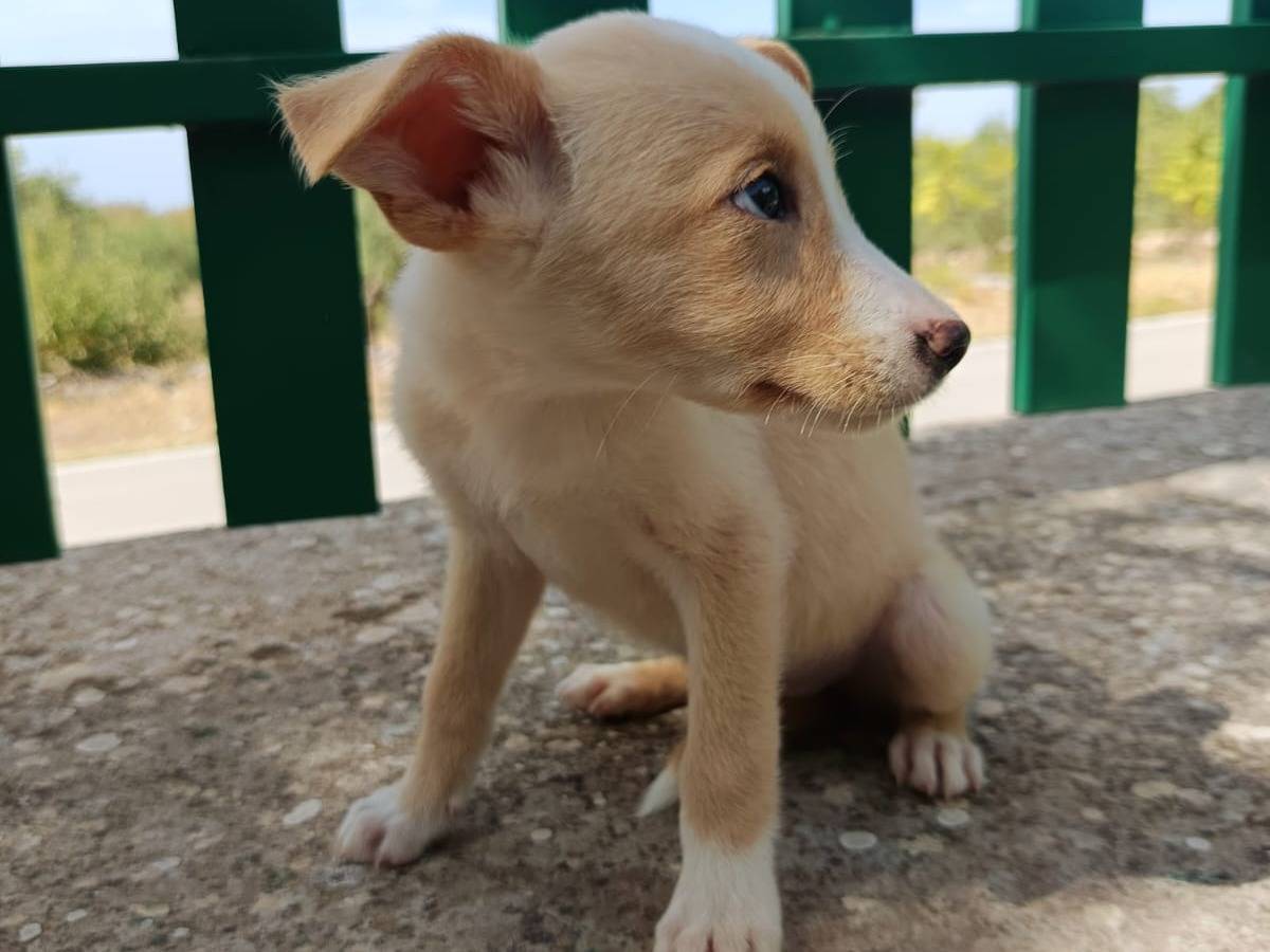 Vuoi adottare un cane a Ravenna?