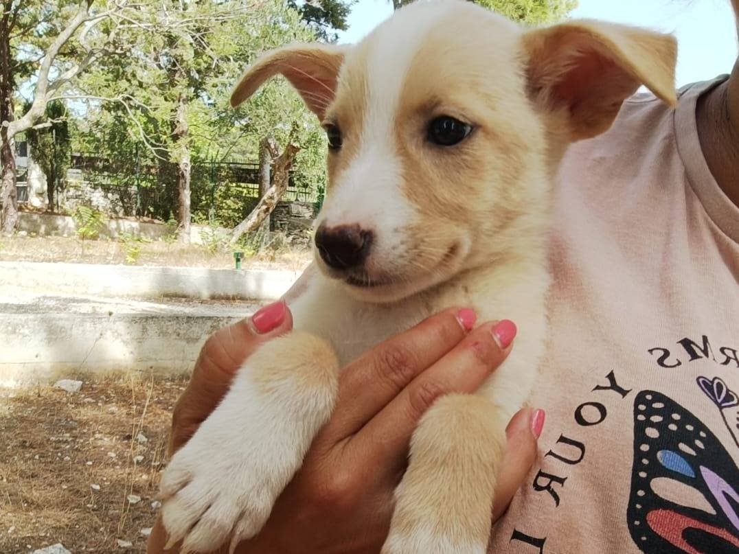 Adotta il cane Dolly a Ravenna