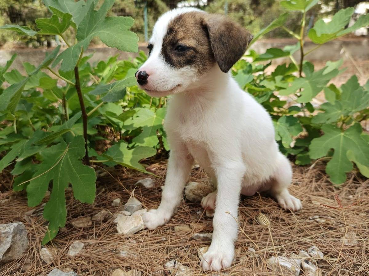 Adozione cane, femmina, Razza sconosciuta Razza sconosciuta, 2 mesi, taglia piccola, Brescia