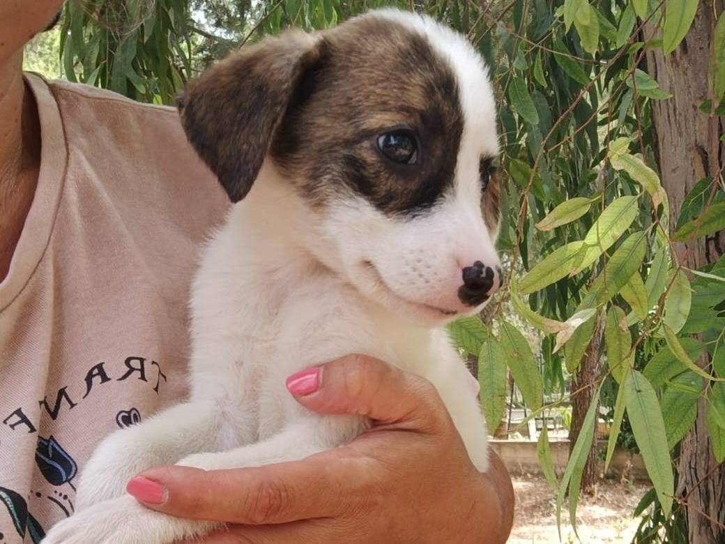 Adotta un cane, femmina, 2 mesi, Brescia