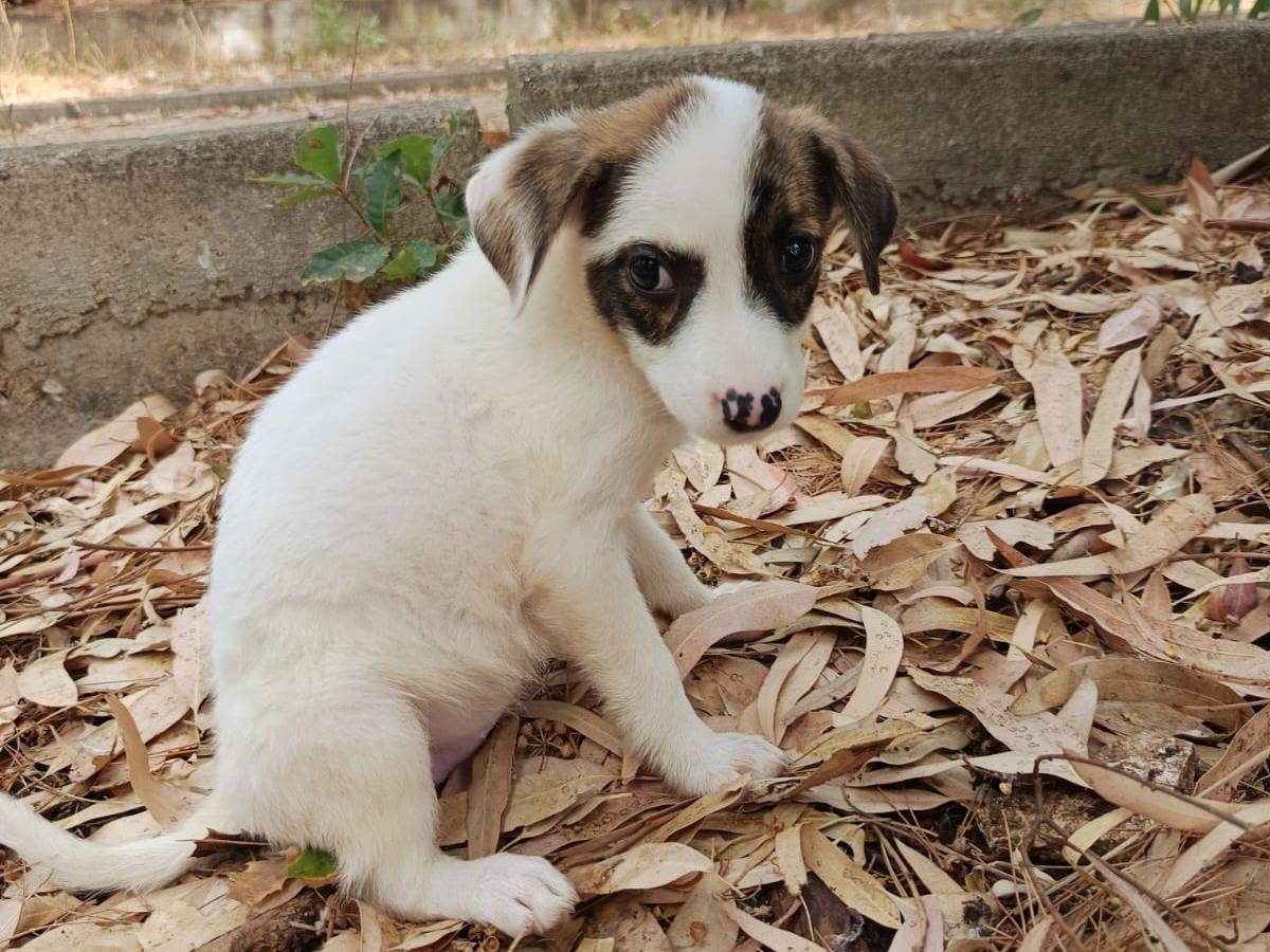 Vuoi adottare un cane a Brescia?