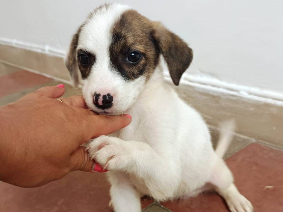 Adotta il cane Alanis a Brescia