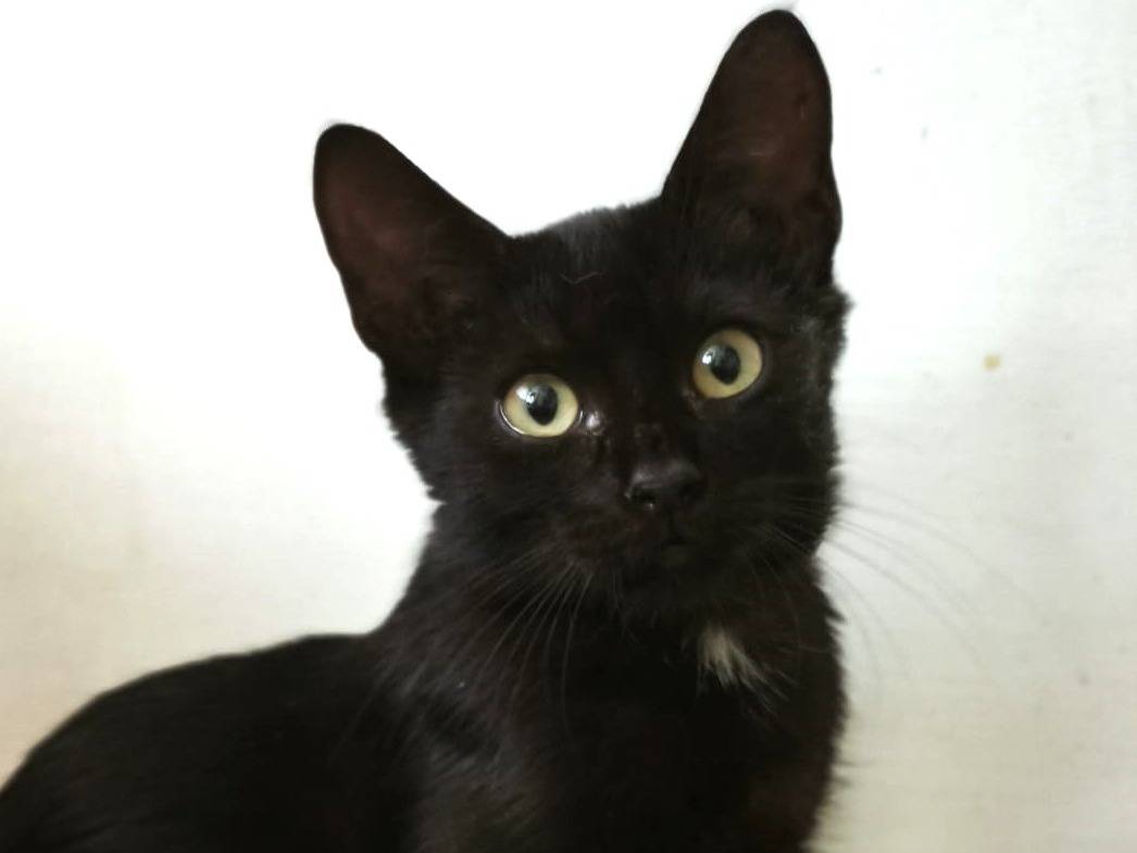 Adozione gatto, femmina, Razza sconosciuta Razza sconosciuta, 3 mesi, taglia non valida, Roma