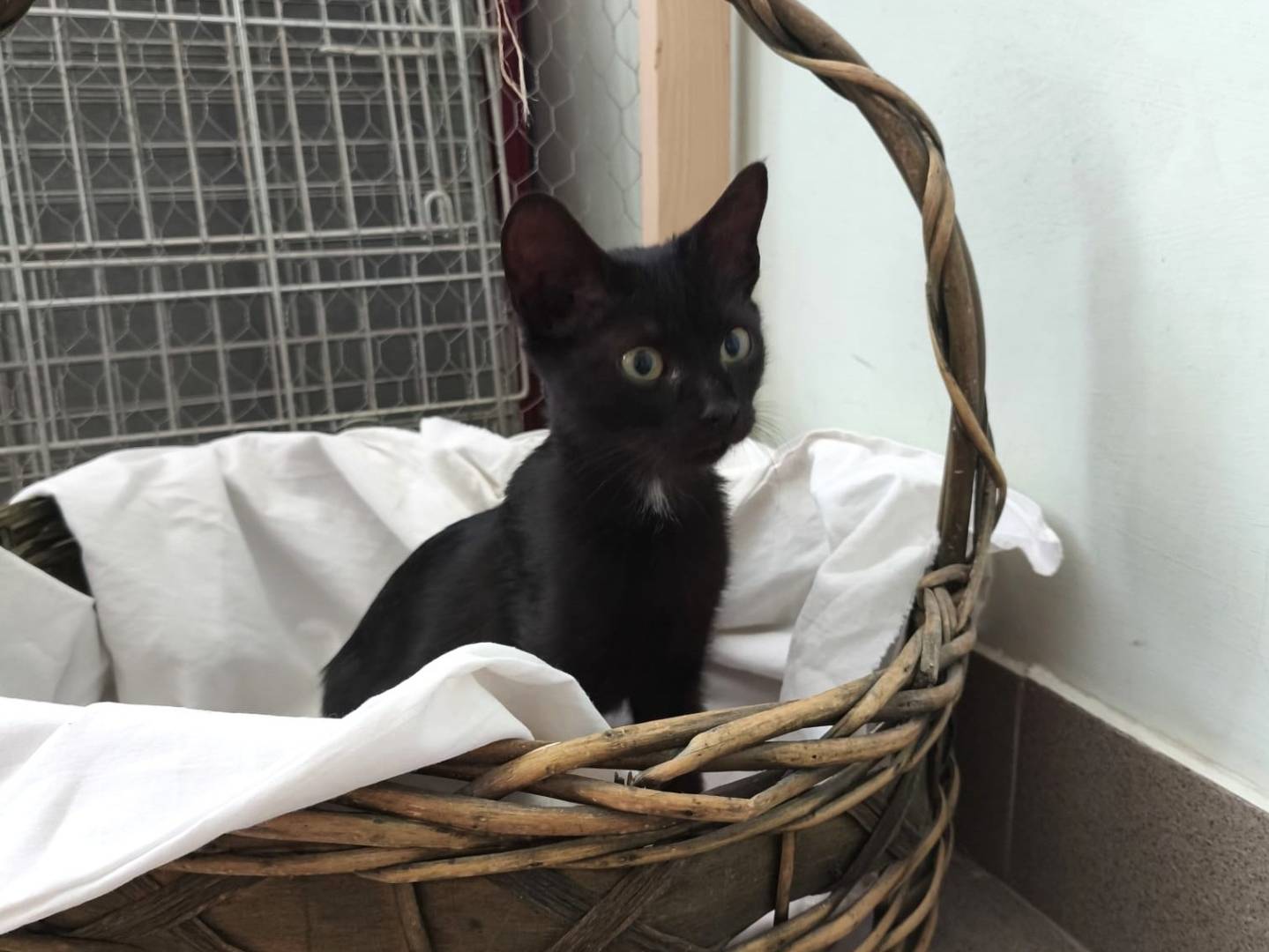Adotta un gatto, femmina, 3 mesi, Roma