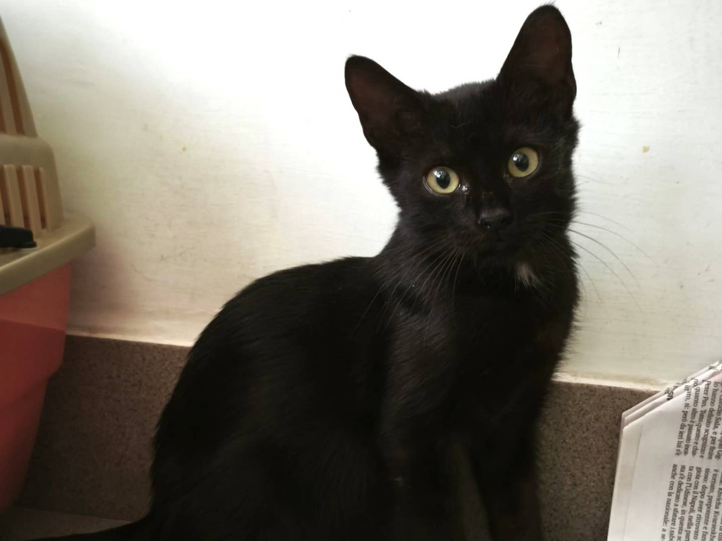 Adotta un gatto, taglia non valida, femmina, Roma