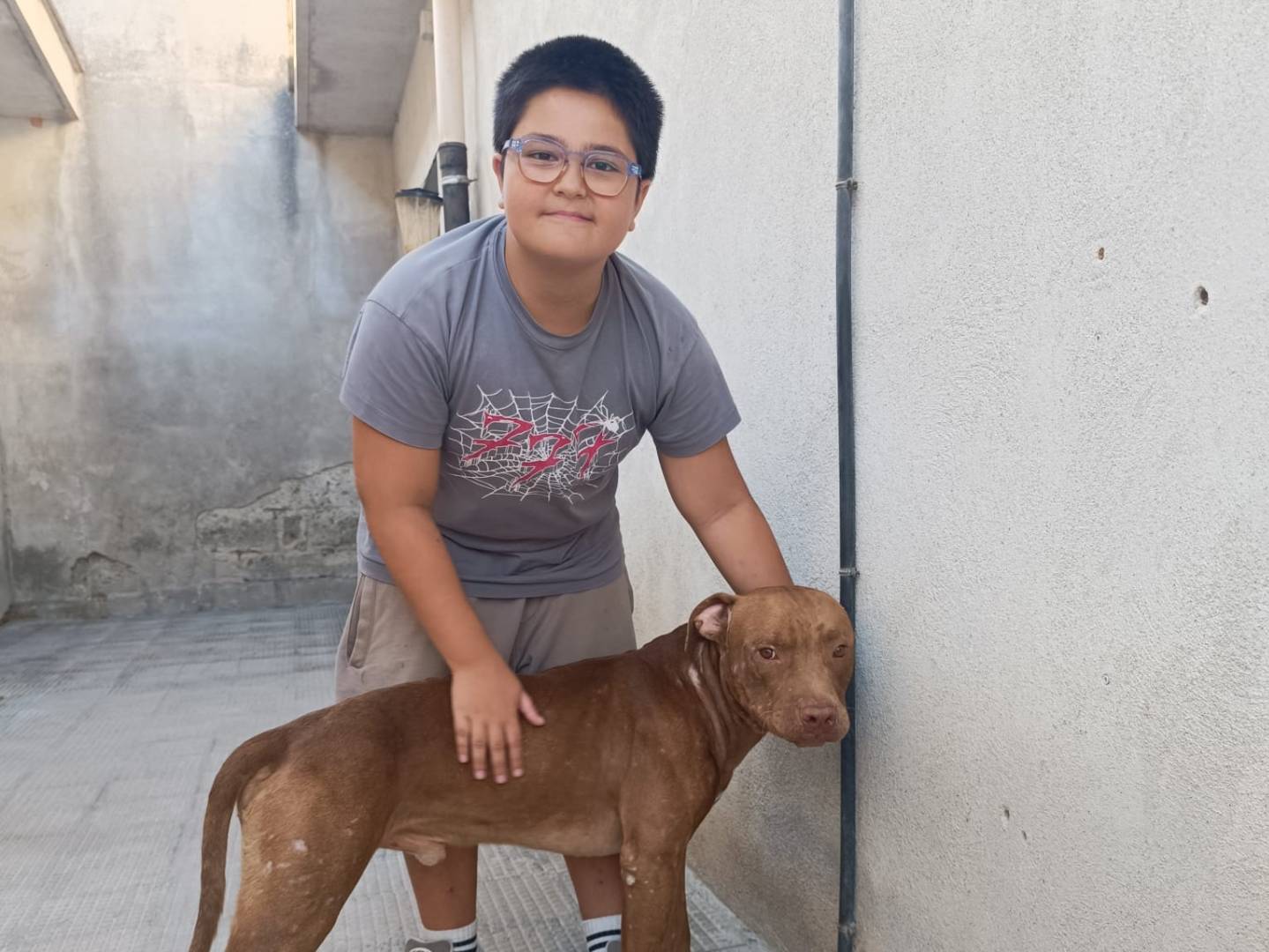 Adozione cane, maschio, Pitbull Razza sconosciuta, 1 anno e 5 mesi, taglia grande, Bari