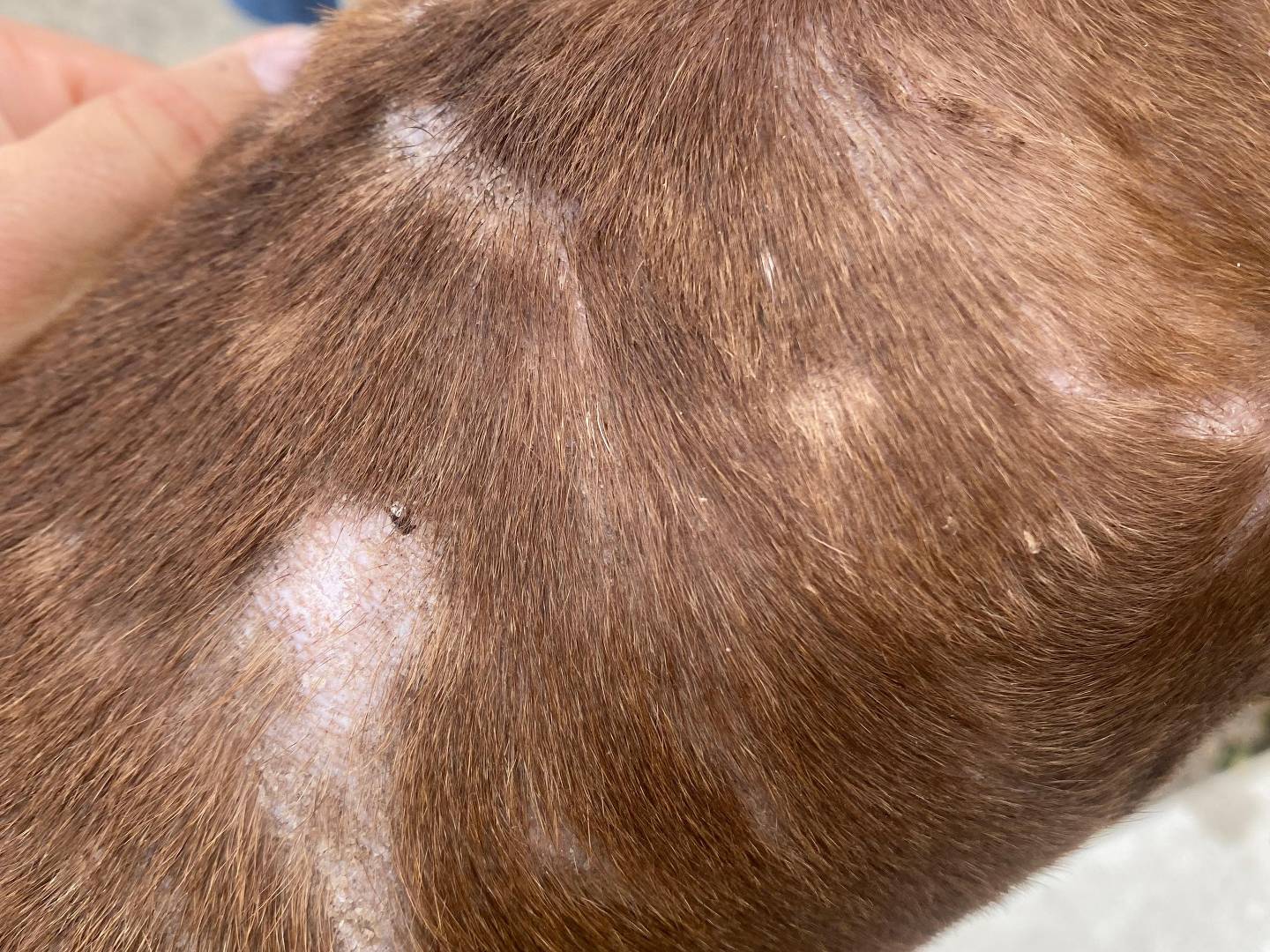 Adotta un cane, maschio, 1 anno e 5 mesi, Bari