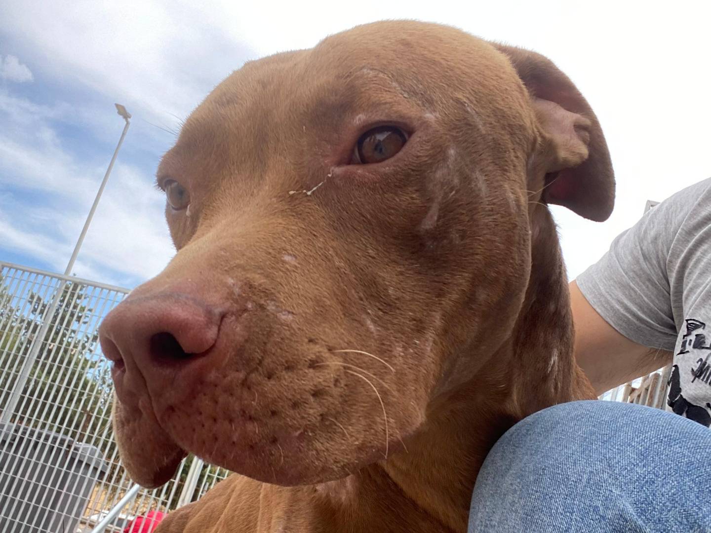 Adotta un cane, taglia grande, maschio, Bari